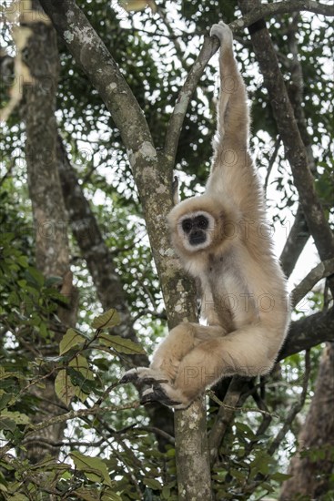 White-handed Gibbon (Hylobates lar) hanging in a tree