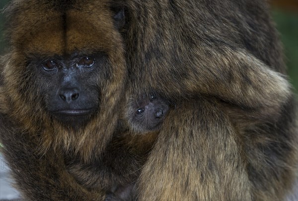 Black Howler (Alouatta caraya)