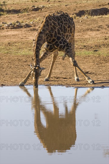 Giraffe (Giraffa camelopardalis) drinking at a waterhole