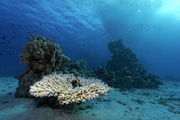 Acropora table coral (Acropora sp.) on small coral reef in the sandy ground