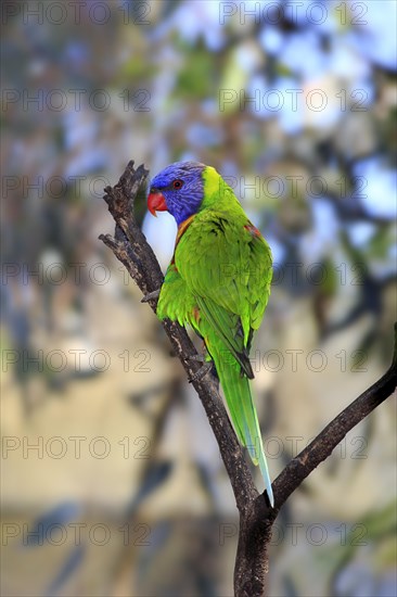 Rainbow Lorikeet (Trichoglossus haematodus)