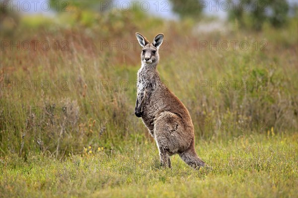 Eastern Grey Kangaroo (Macropus giganteus)