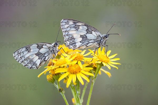 Two Marbled Whites (Melanargia galathea) on Ragwort (Senecio jacobaea)