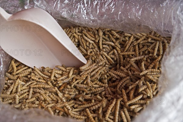 Dried bamboo worms for sale at a market