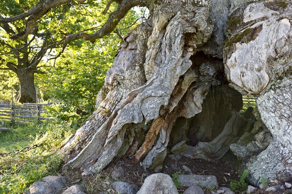 Trunk of the Rumskulla or Kvill Oak