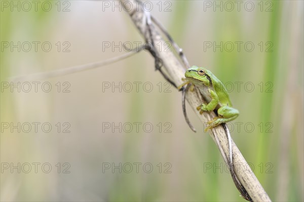 European tree frog (Hyla arborea) sitting on a reed stalk