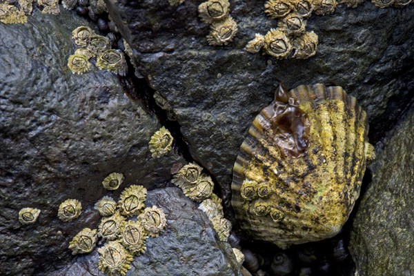 Limpets (Patellidae) in the surf zone on rocks