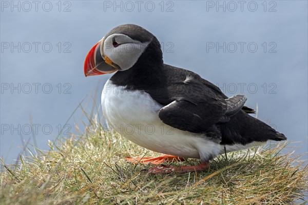 Puffin (Fratercula arctica)