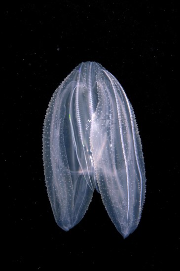 Warty Comb Jelly