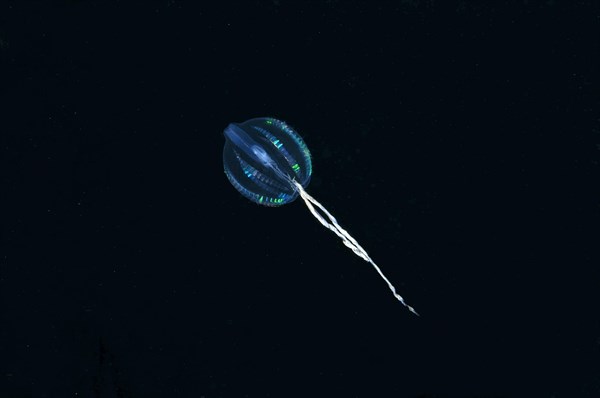 Sea Gooseberry (Pleurobrachia pileus)