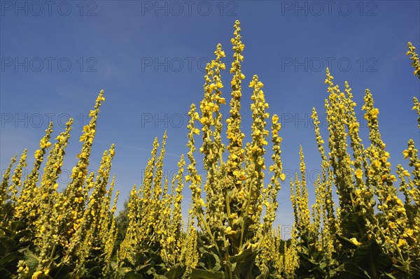 Denseflower mullein (Verbascum densiflorum)