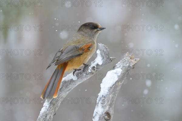 Siberian Jay (Perisoreus infaustus) on perch during slight snowfall