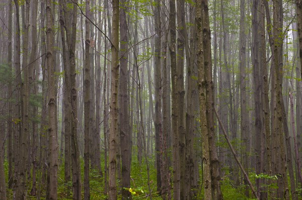 Maple forest (Acer) in the morning fog