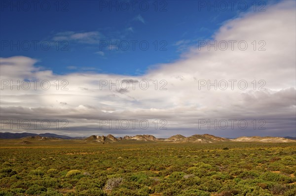 Nama Karoo low-shrub vegetation area