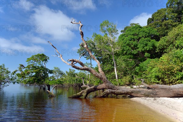 Tree trunk of a giant rainforest trees lying on the banks of the Amazon and Rio Solimoes