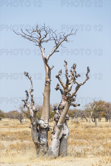 Moringa (Moringa ovalifolia)