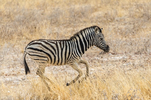 Young Plains Zebra or Burchell's Zebra (Equus quagga burchelli) running through dry grass