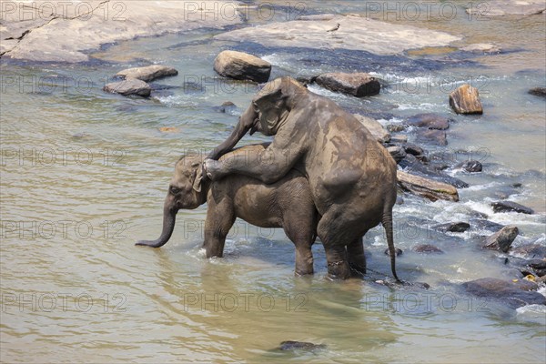 Asian elephants (Elephas maximus) from the Pinnawala Elephant Orphanage mating in the Maha Oya river