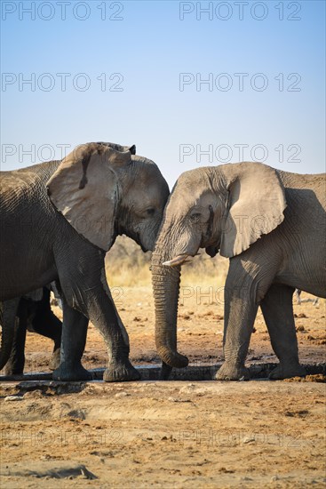 Two elephants playfully fighting