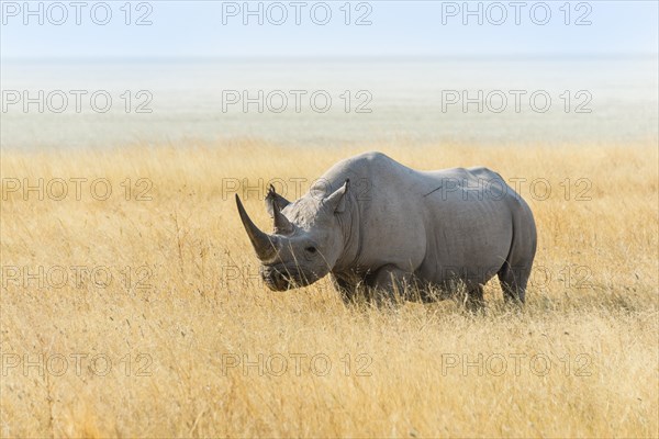 Black Rhino (Diceros bicornis) grazing at the edge of the Etosha Pan