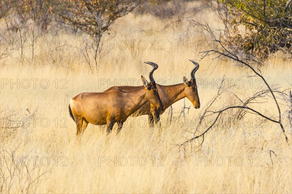 Red hartebeest