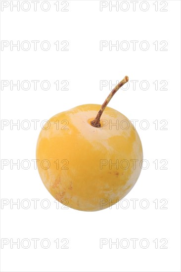 Large Green Greengage