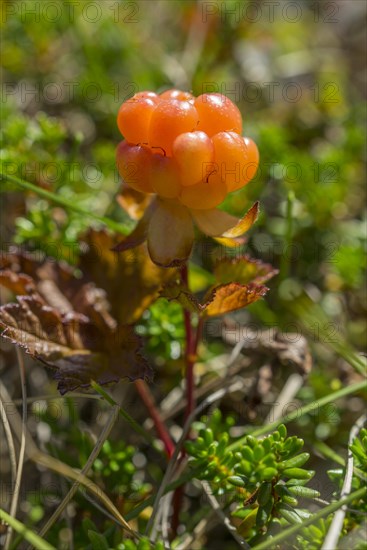 Cloudberry (Rubus chamaemorus)