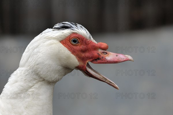 Muscovy Duck (Cairina moschata)