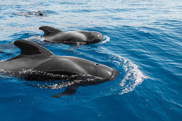 Pilot Whales (Globicephala)