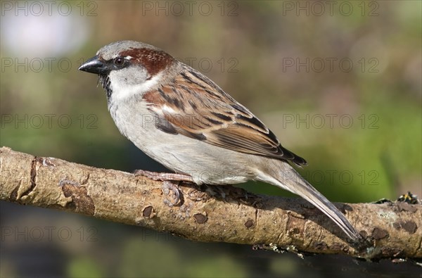 House Sparrow (Passer domesticus)