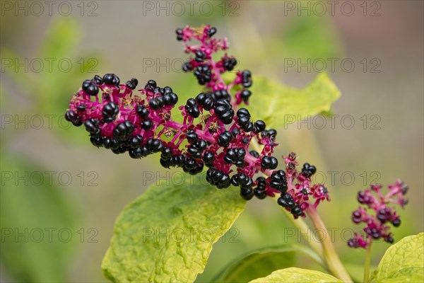 Red-ink Plant or Indian Pokeweed (Phytolacca acinosa)