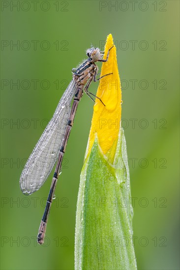 Blue-tailed Damselfly (Ischnura elegans) perched on a Yellow Iris (Iris pseudacorus)