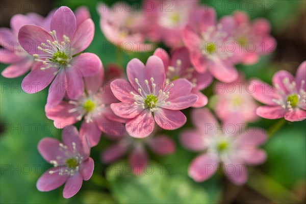 Pink Hepatica or Liverwort (Hepatica)