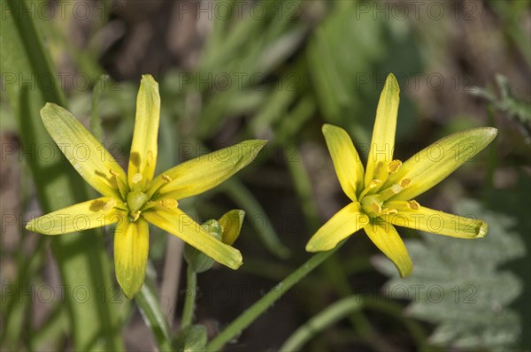 Yellow Star-of-Bethlehem (Gagea lutea)