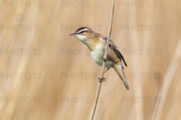 Sedge Warbler (Acrocephalus schoenobaenus) perched on reed