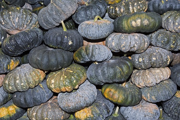 Pumpkins (Cucurbita) for sale on at market