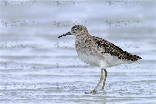 Ruff (Philomachus pugnax)