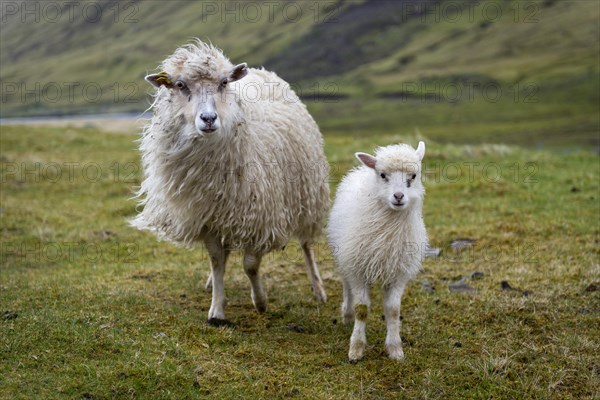 Ewe with lamb