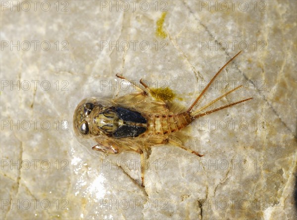 Larvae of Mayfly (Ephemeroptera) on stone in Isar