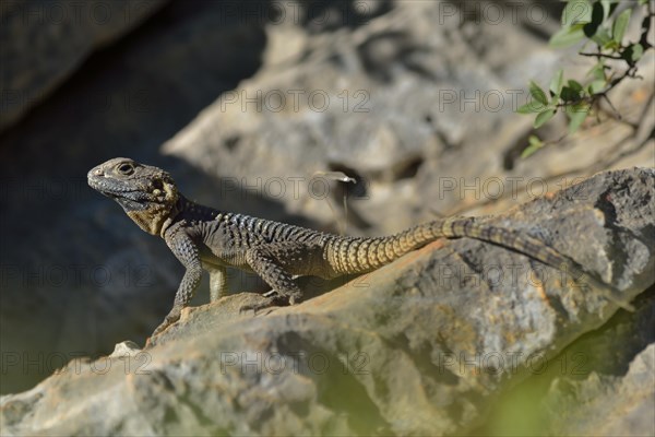 Hardun or Painted Agama (Laudakia stellio daani)