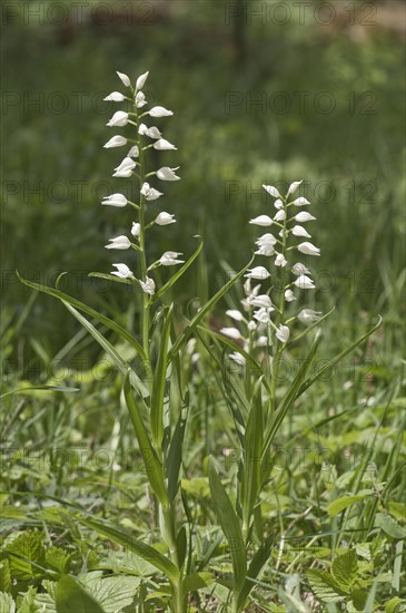 Sword-leaved Helleborine (Cephalanthera longifolia)