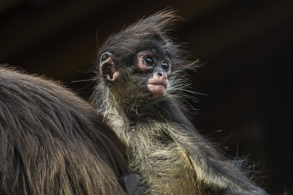 Geoffroy's Spider Monkey (Ateles geoffroyi)