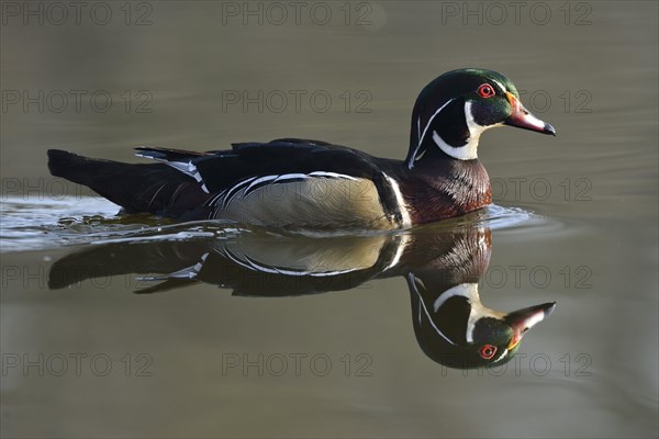 Wood Duck (Aix sponsa)