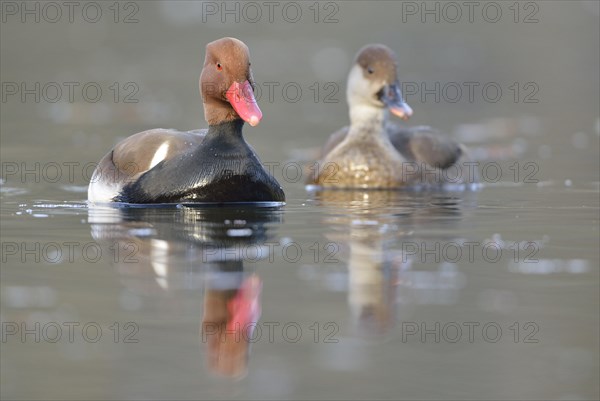 Red-crested pochard (Netta rufina)