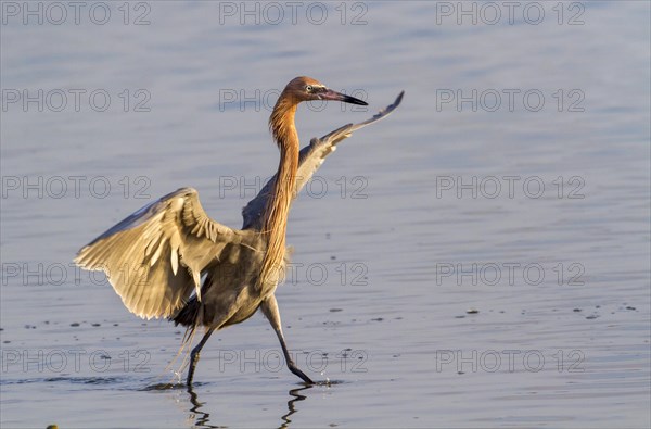 Reddish Egret (Egretta rufescens) walking in shallow water