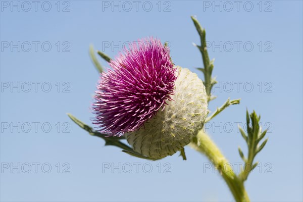 Woolly Thistle (Cirsium eriophorum)