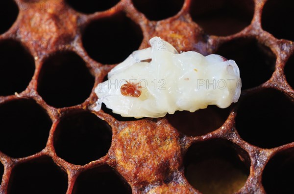 Bee colony infested with Varroa Honey Bee Mites (Varroa destructor