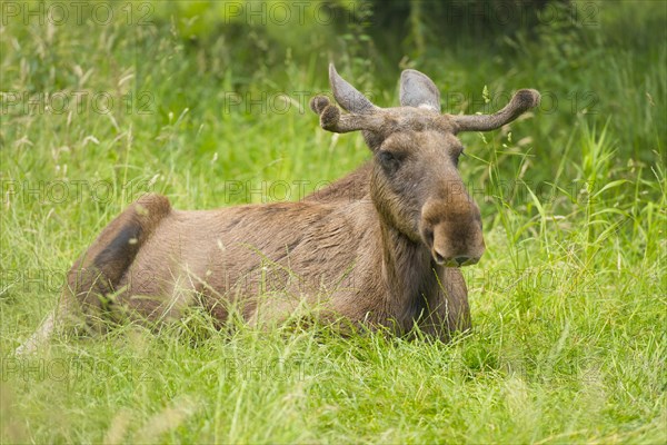 Eurasian Elk or Moose (Alces alces)