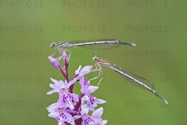 Two Blue-tailed Damselfies (Ischnura elegans) on a Heath Spotted Orchid or Moorland Spotted Orchid (Dactylorhiza maculata)