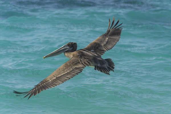 Brown Pelican (Pelecanus occidentalis)